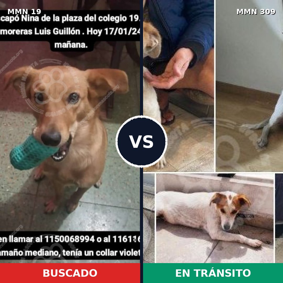Comparativa MMS 959: mascota perdida y mascota encontrada, 76% de similitud