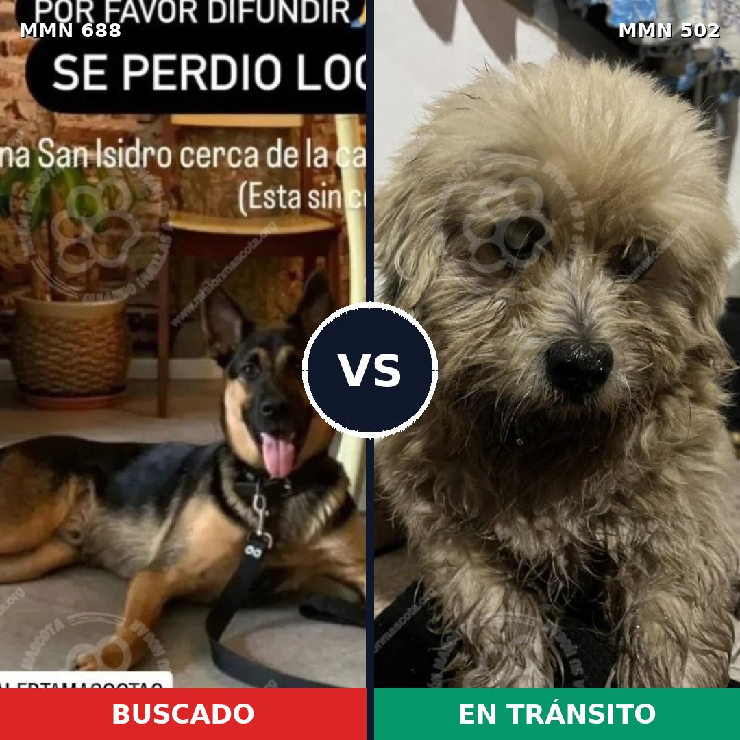 Comparativa MMS 9591: mascota perdida y mascota encontrada, 22% de similitud