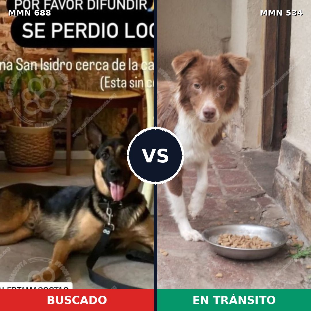 Comparativa MMS 9594: mascota perdida y mascota encontrada, 14% de similitud