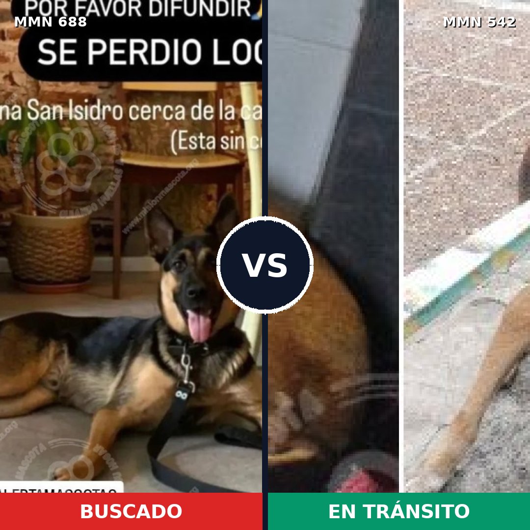 Comparativa MMS 9595: mascota perdida y mascota encontrada, 70% de similitud