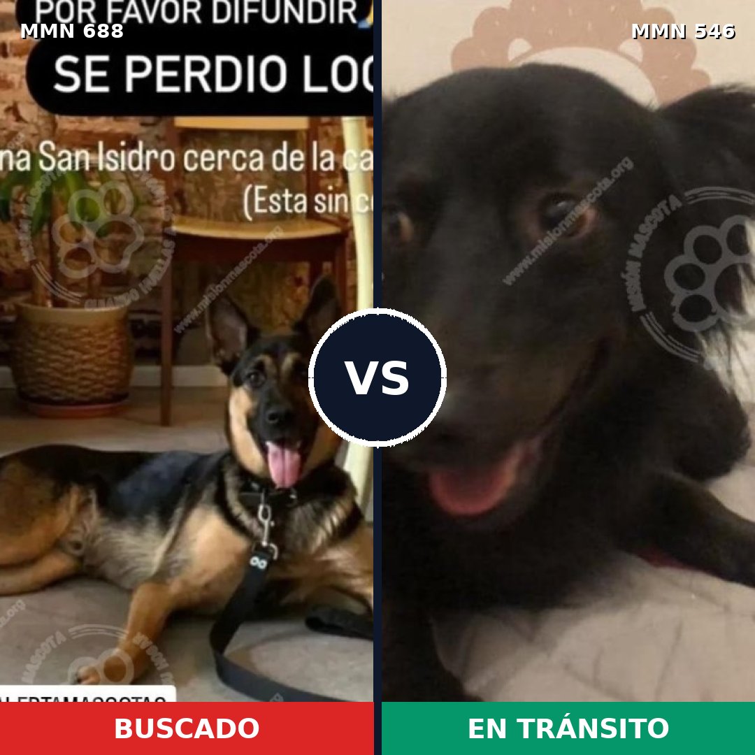 Comparativa MMS 9596: mascota perdida y mascota encontrada, 31% de similitud