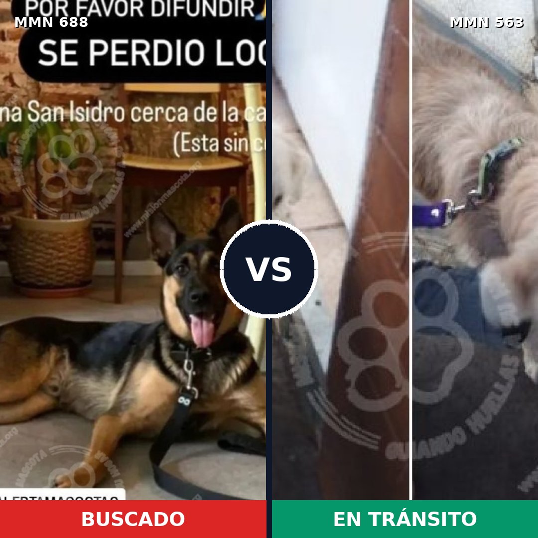 Comparativa MMS 9597: mascota perdida y mascota encontrada, 22% de similitud
