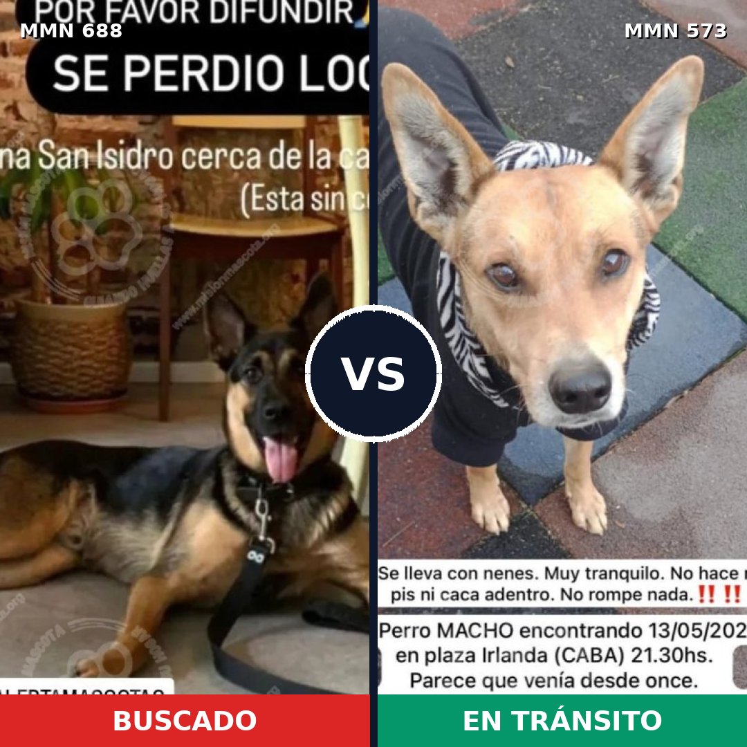 Comparativa MMS 9598: mascota perdida y mascota encontrada, 45% de similitud