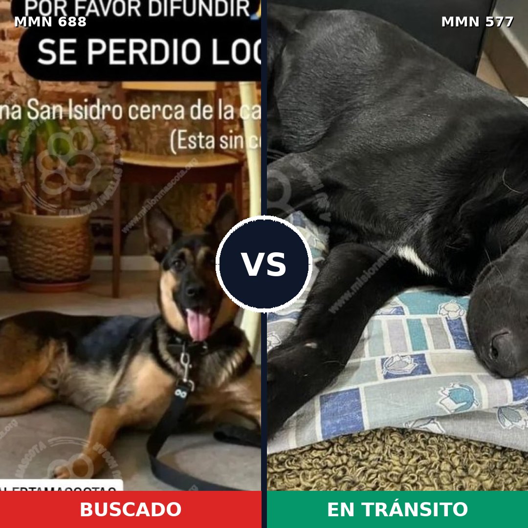 Comparativa MMS 9599: mascota perdida y mascota encontrada, 30% de similitud