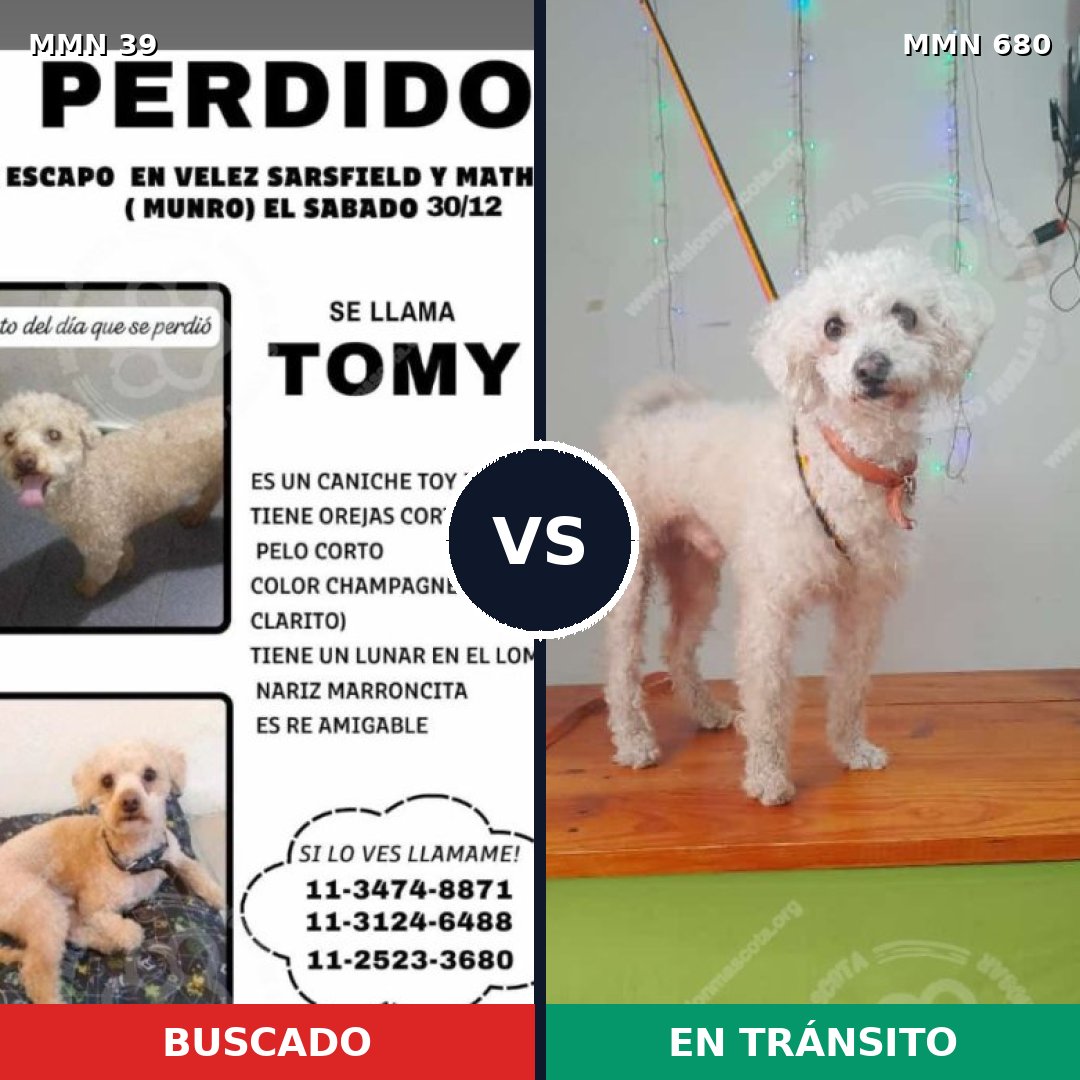 Comparativa MMS 96: mascota perdida y mascota encontrada, 45% de similitud