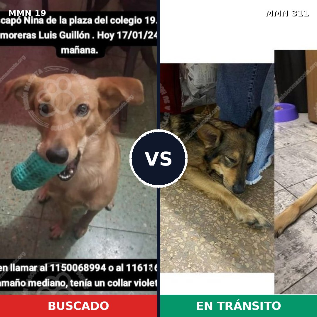 Comparativa MMS 960: mascota perdida y mascota encontrada, 74% de similitud