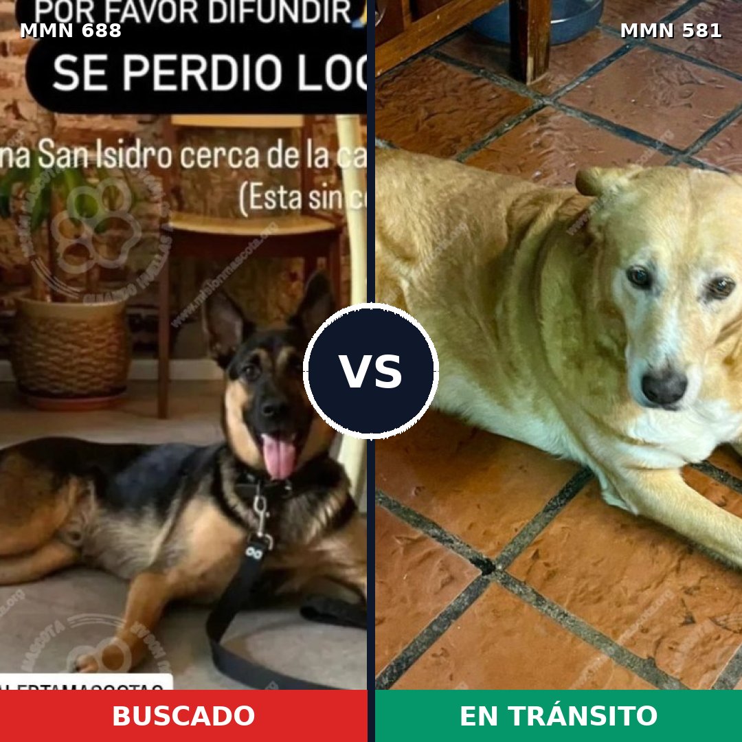 Comparativa MMS 9600: mascota perdida y mascota encontrada, 61% de similitud