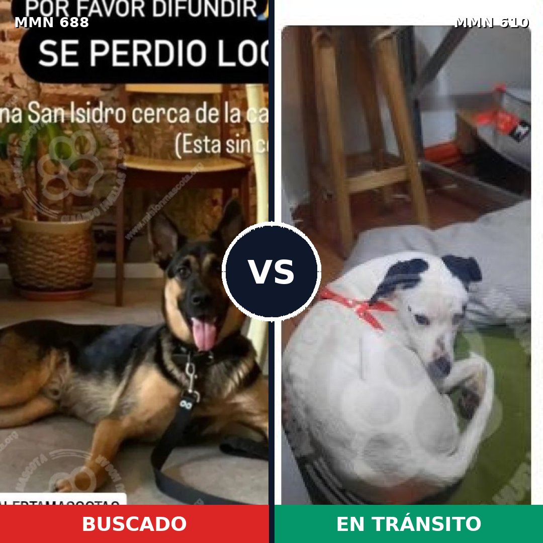 Comparativa MMS 9602: mascota perdida y mascota encontrada, 34% de similitud