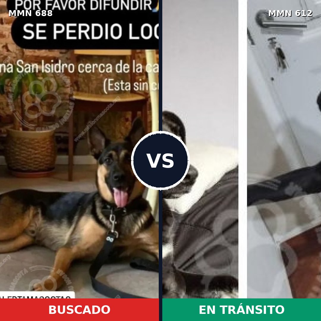 Comparativa MMS 9603: mascota perdida y mascota encontrada, 30% de similitud