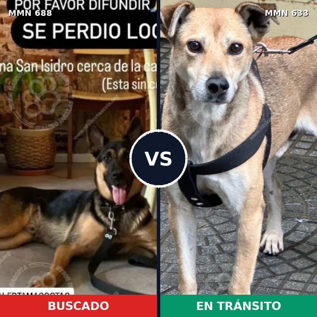 Comparativa MMS 9604: mascota perdida y mascota encontrada, 22% de similitud