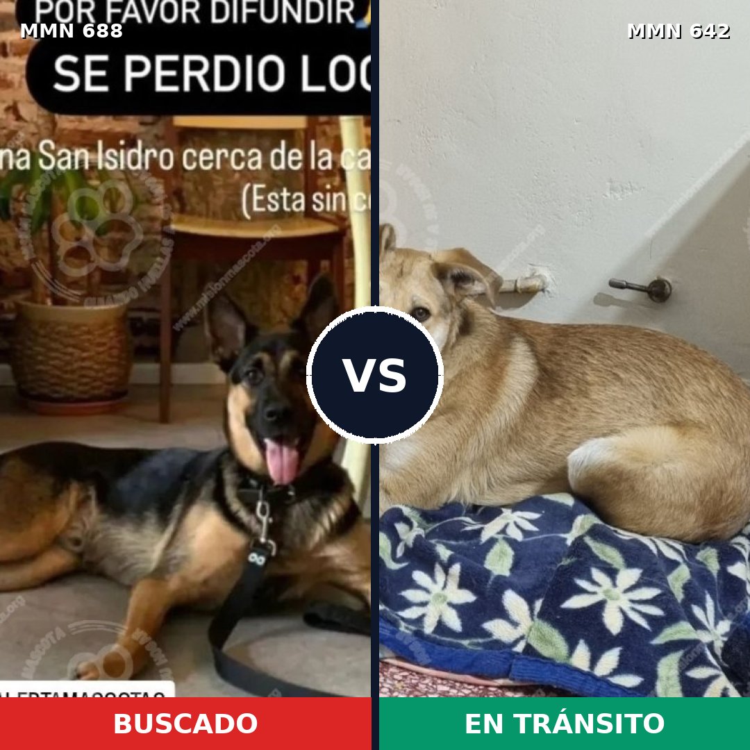 Comparativa MMS 9605: mascota perdida y mascota encontrada, 68% de similitud