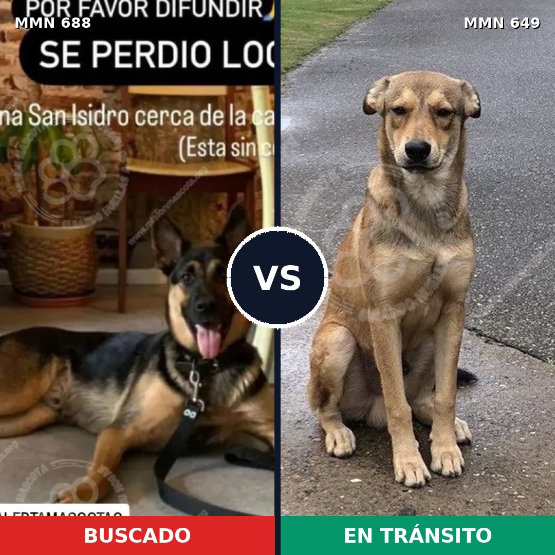 Comparativa MMS 9606: mascota perdida y mascota encontrada, 60% de similitud