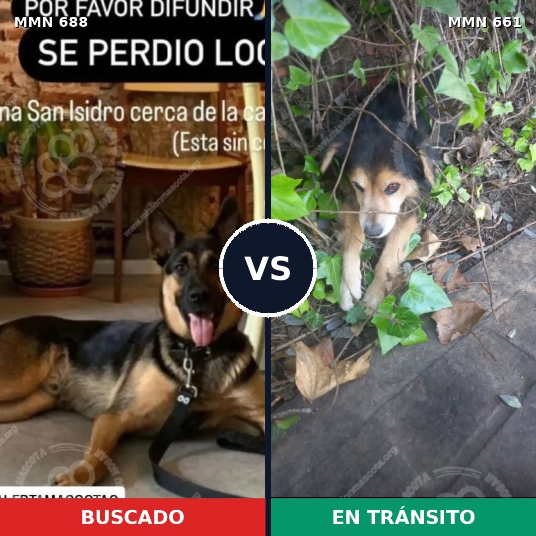 Comparativa MMS 9607: mascota perdida y mascota encontrada, 22% de similitud