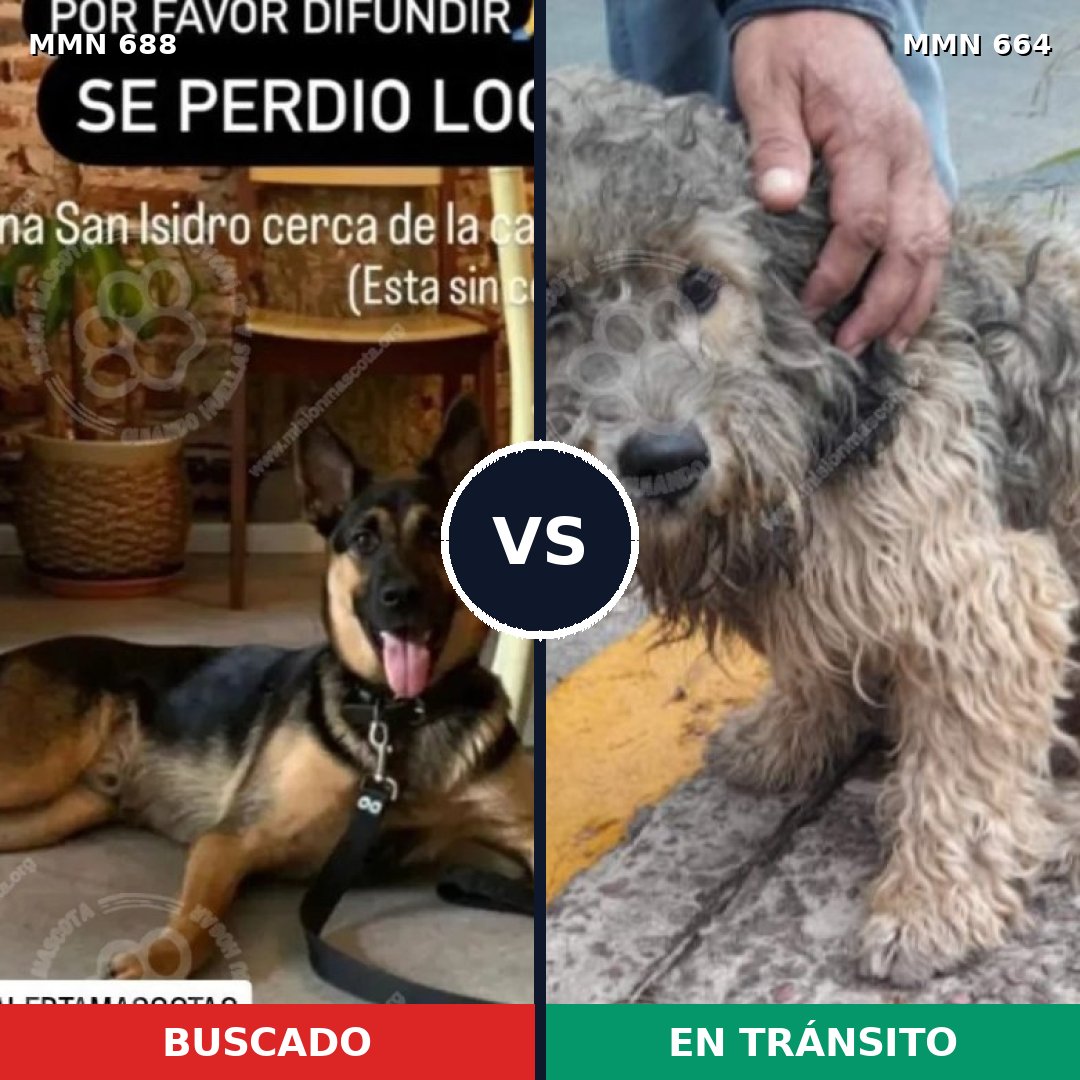 Comparativa MMS 9608: mascota perdida y mascota encontrada, 23% de similitud