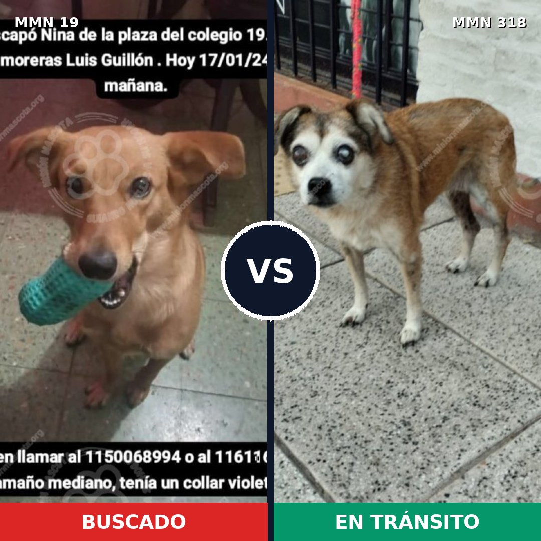 Comparativa MMS 961: mascota perdida y mascota encontrada, 67% de similitud