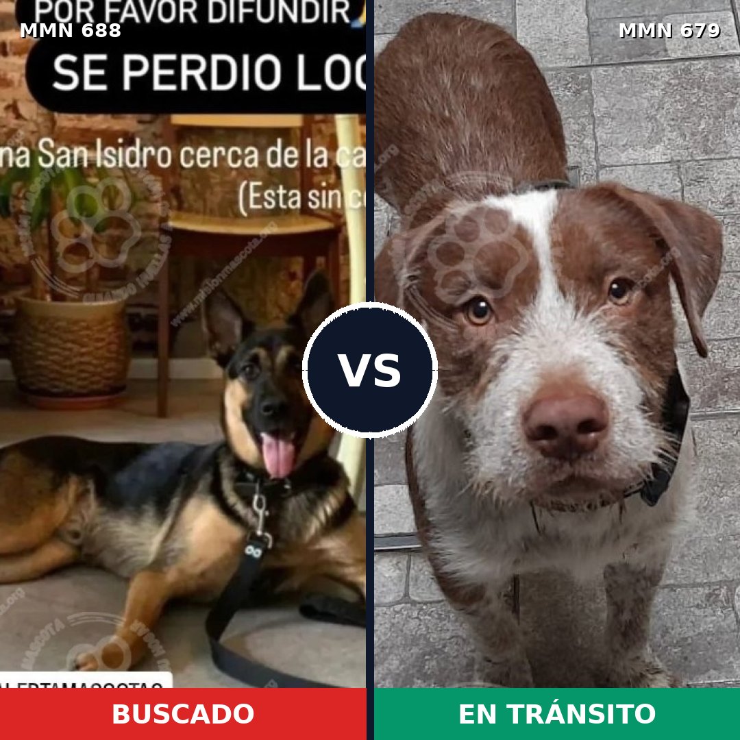 Comparativa MMS 9610: mascota perdida y mascota encontrada, 55% de similitud
