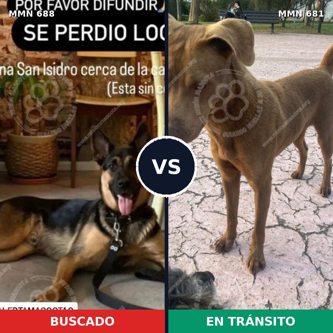 Comparativa MMS 9612: mascota perdida y mascota encontrada, 63% de similitud