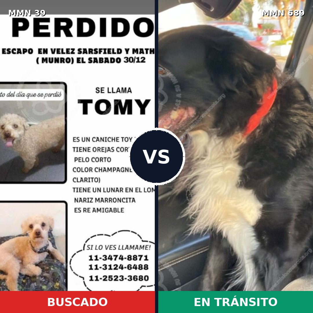 Comparativa MMS 9613: mascota perdida y mascota encontrada, 31% de similitud