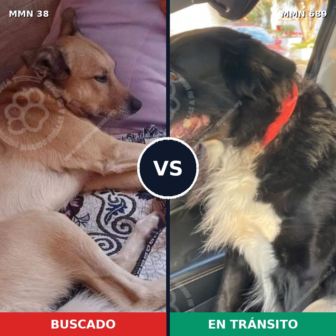 Comparativa MMS 9614: mascota perdida y mascota encontrada, 39% de similitud