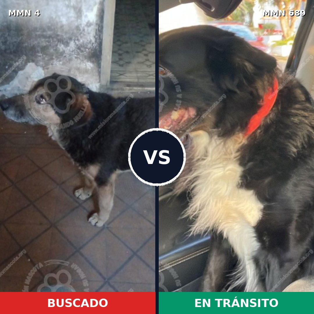 Comparativa MMS 9615: mascota perdida y mascota encontrada, 52% de similitud