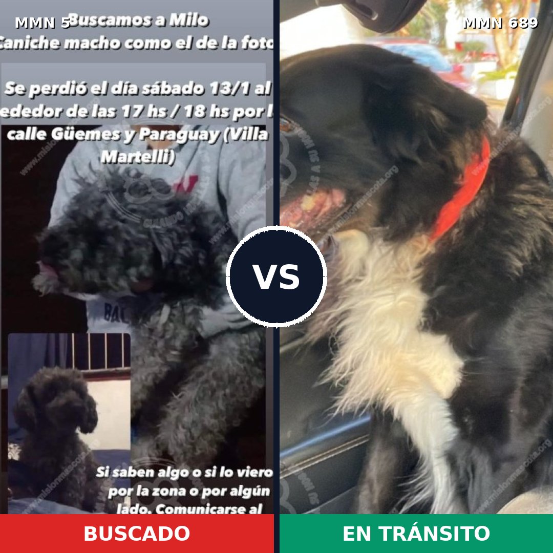 Comparativa MMS 9616: mascota perdida y mascota encontrada, 43% de similitud
