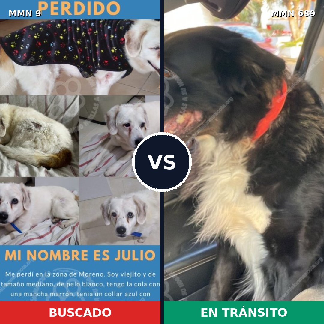 Comparativa MMS 9617: mascota perdida y mascota encontrada, 54% de similitud