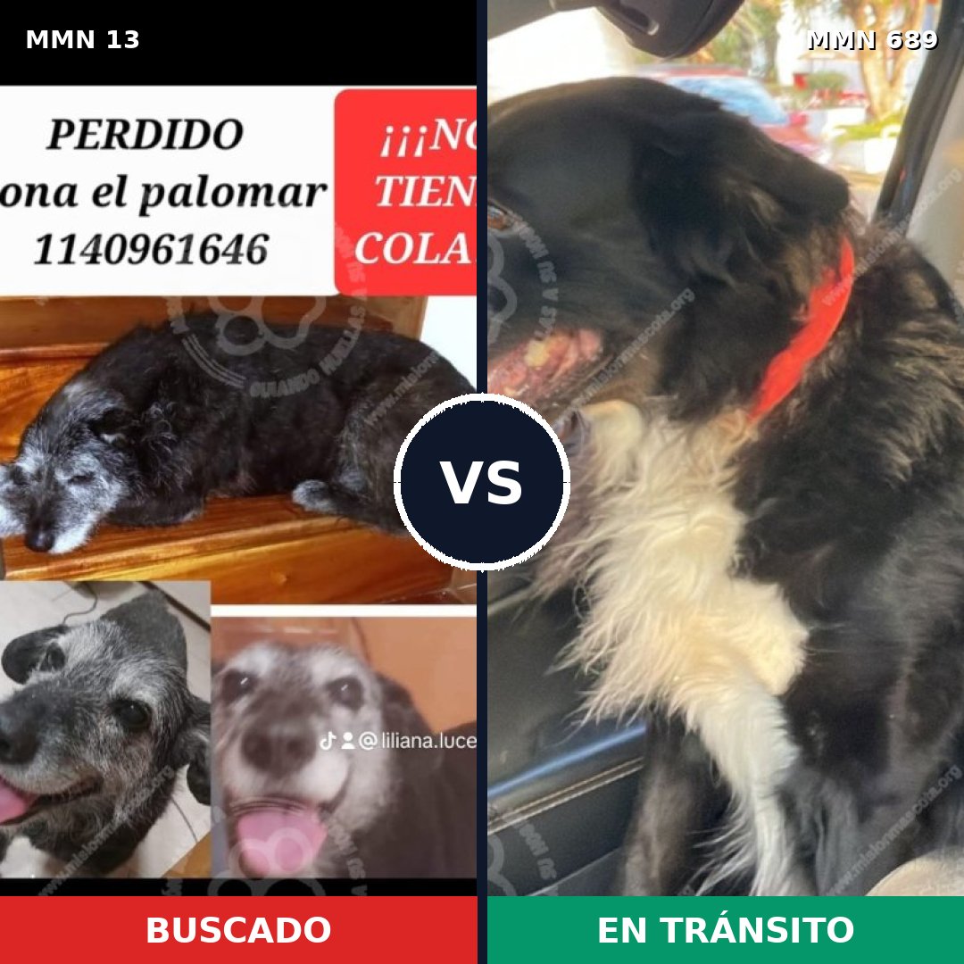 Comparativa MMS 9619: mascota perdida y mascota encontrada, 56% de similitud