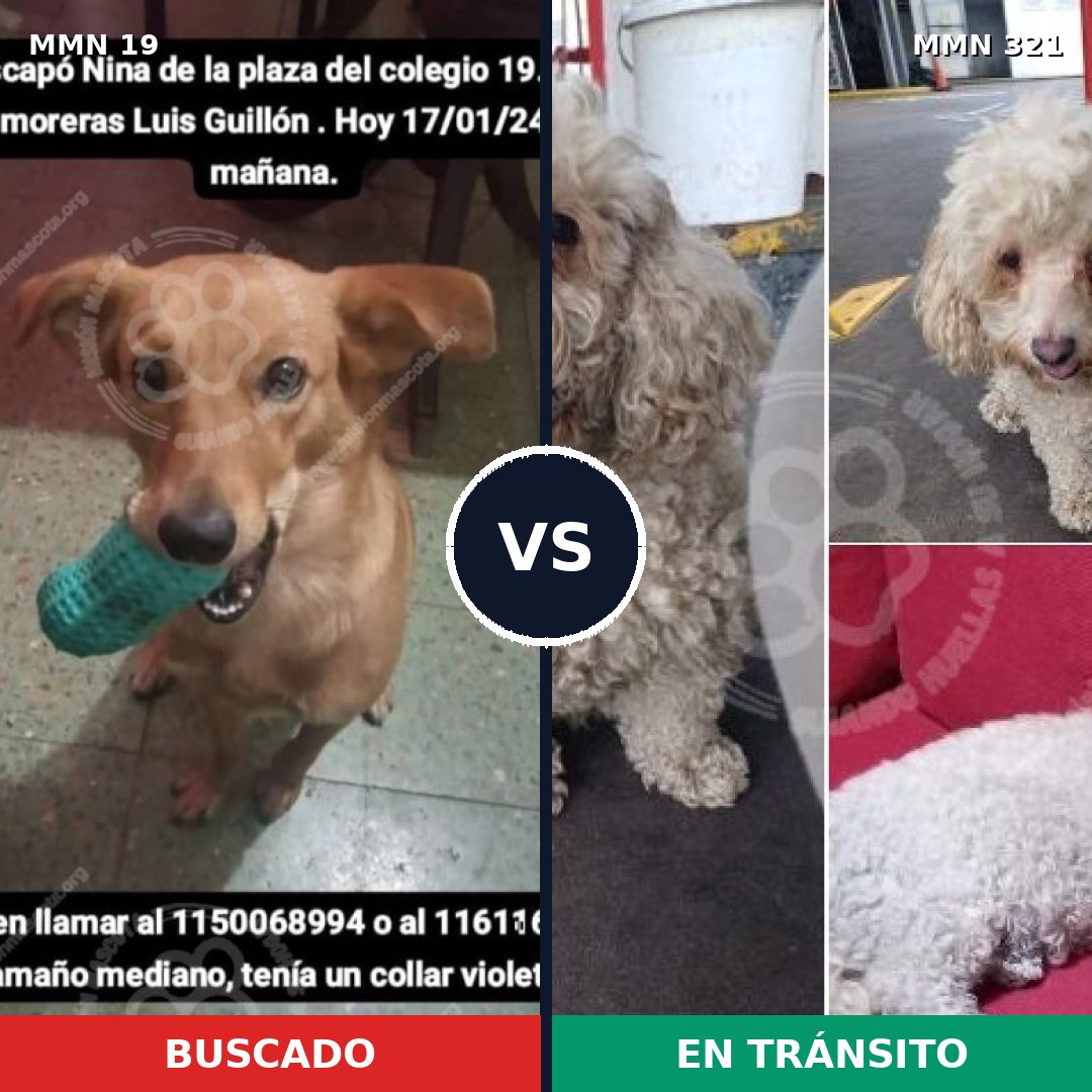 Comparativa MMS 962: mascota perdida y mascota encontrada, 29% de similitud