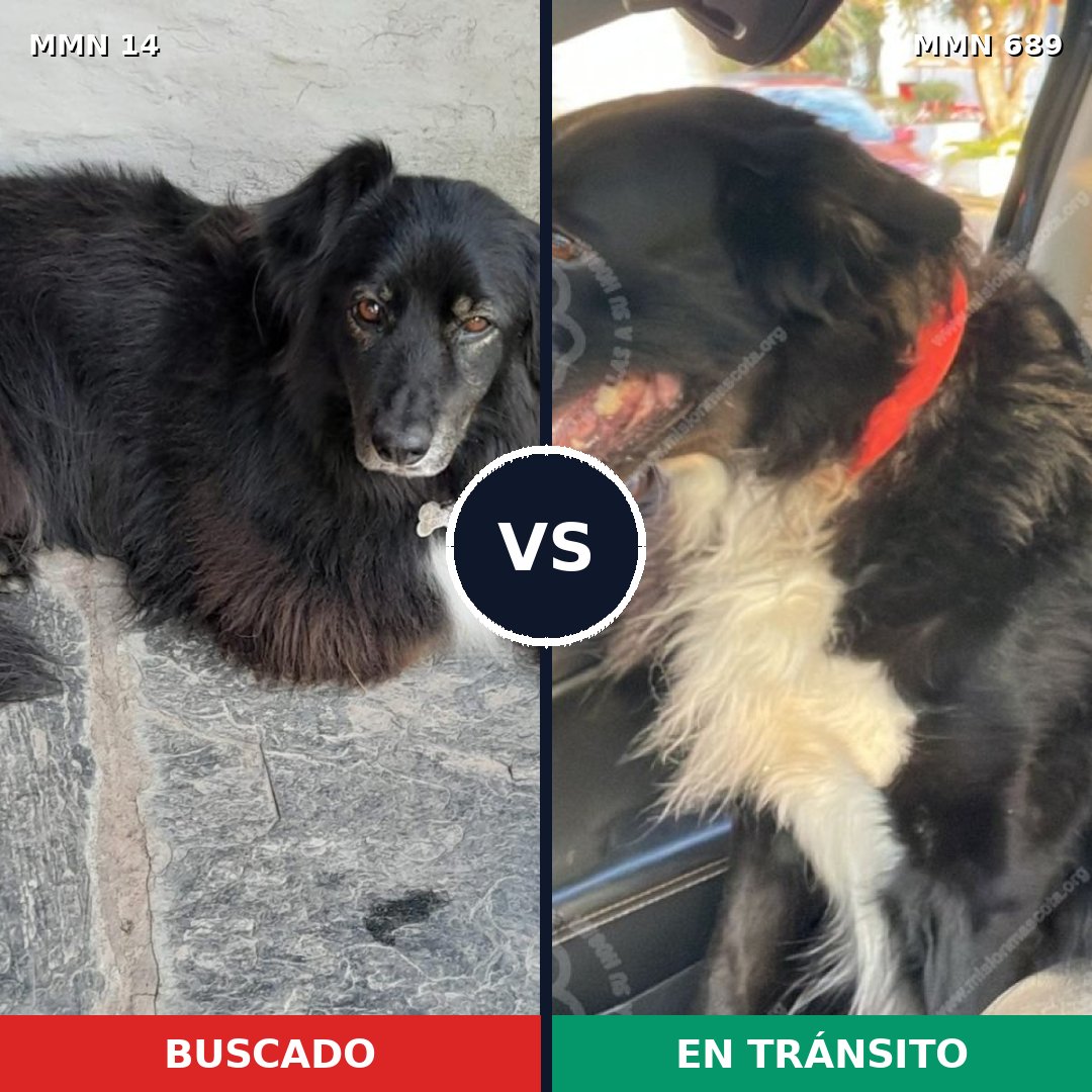 Comparativa MMS 9620: mascota perdida y mascota encontrada, 49% de similitud