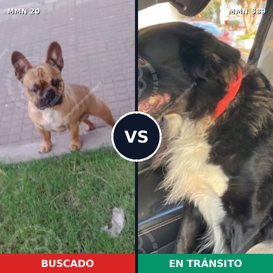 Comparativa MMS 9622: mascota perdida y mascota encontrada, 40% de similitud
