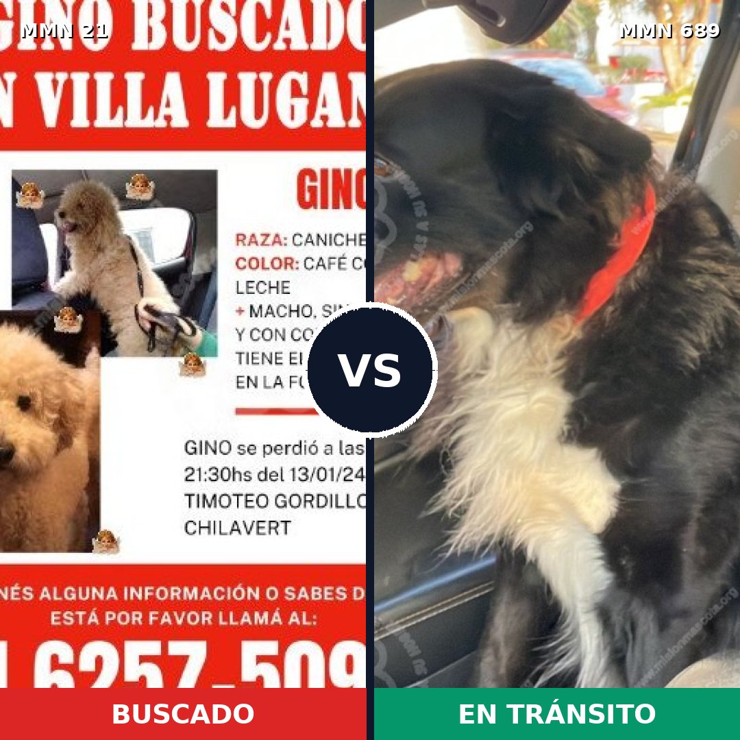 Comparativa MMS 9623: mascota perdida y mascota encontrada, 33% de similitud