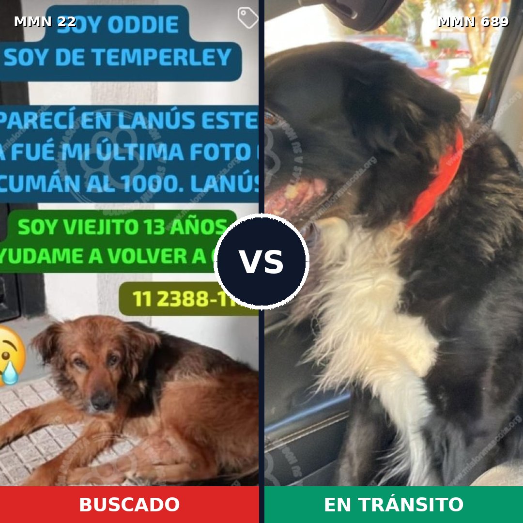 Comparativa MMS 9624: mascota perdida y mascota encontrada, 43% de similitud