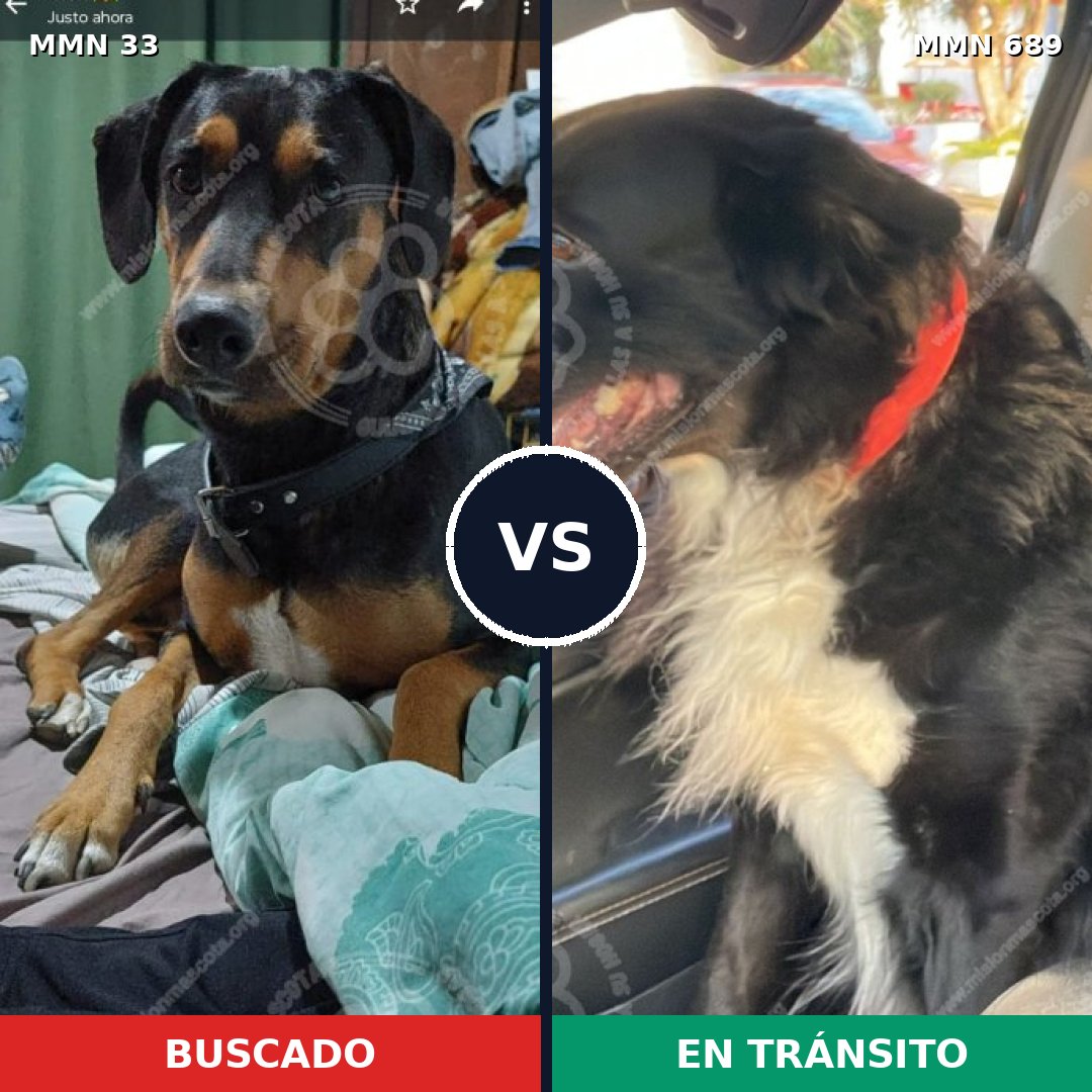 Comparativa MMS 9625: mascota perdida y mascota encontrada, 43% de similitud