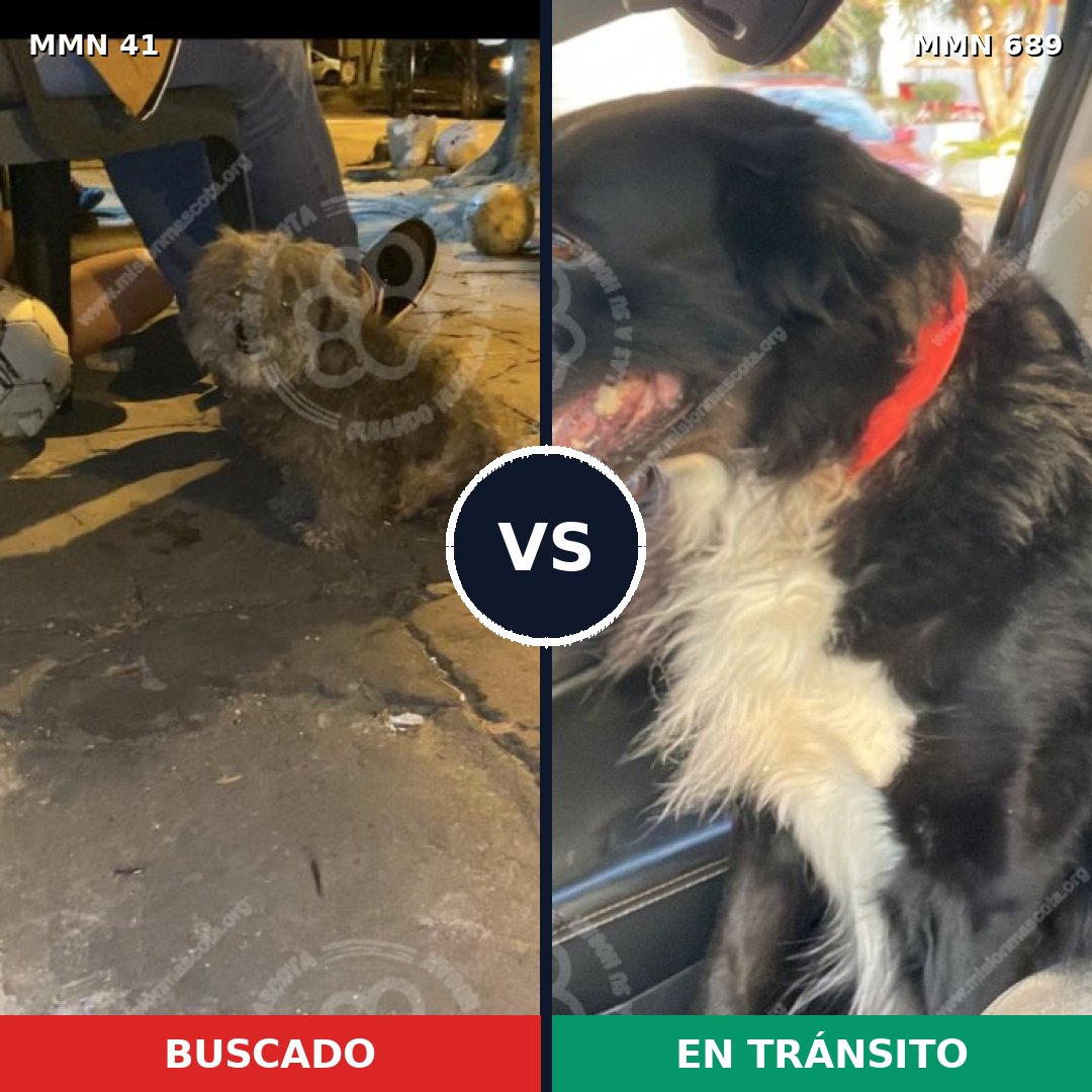 Comparativa MMS 9627: mascota perdida y mascota encontrada, 35% de similitud