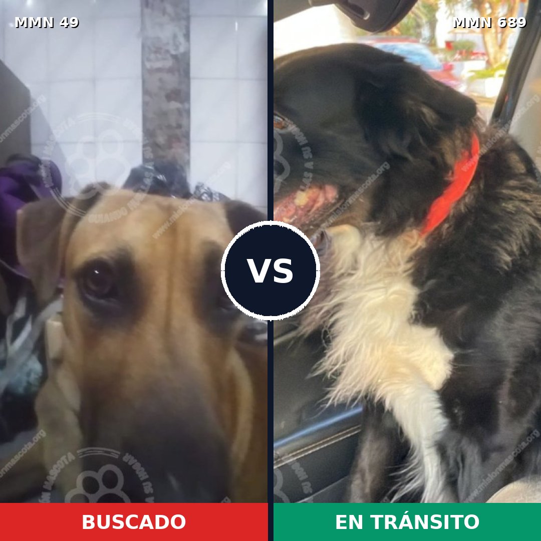 Comparativa MMS 9628: mascota perdida y mascota encontrada, 28% de similitud