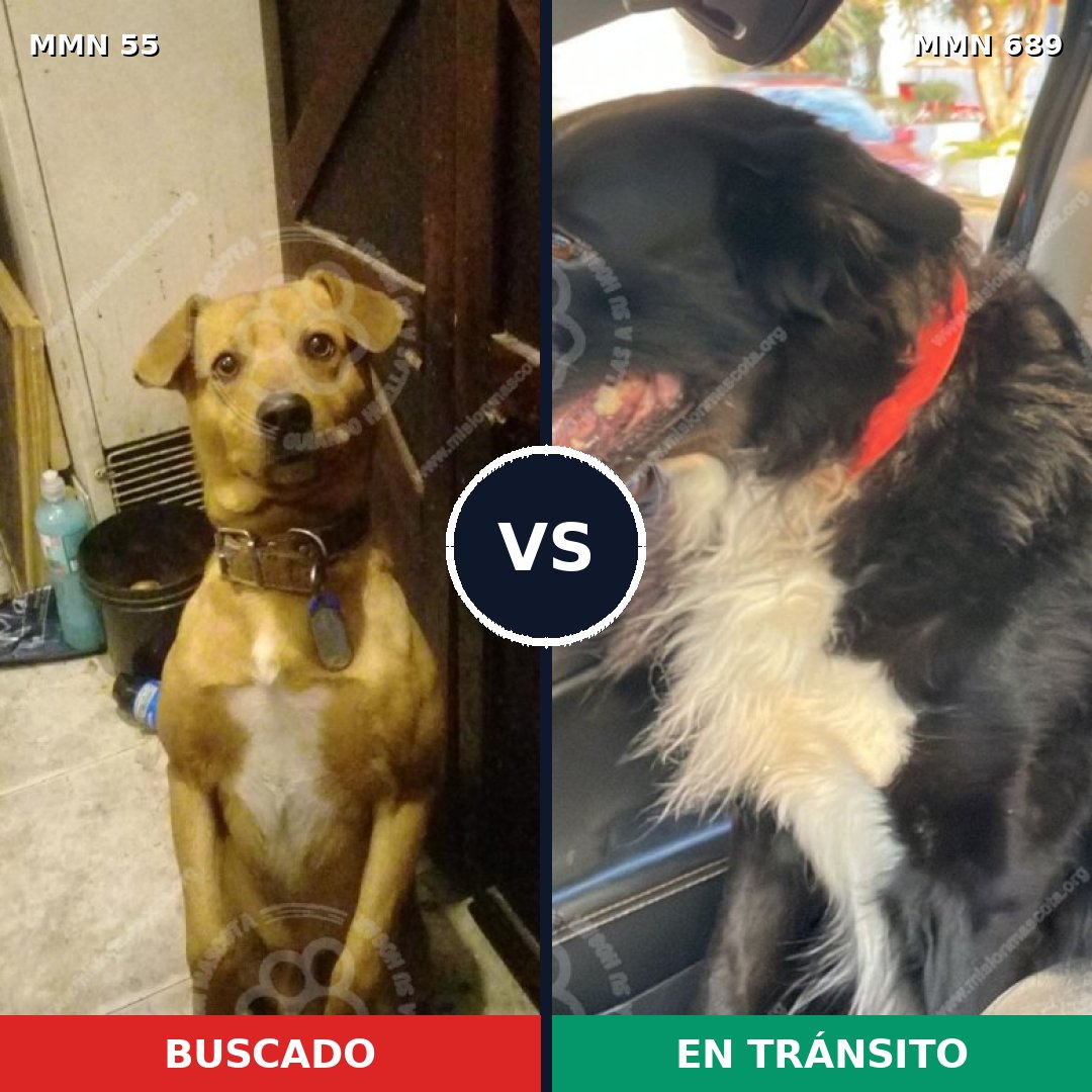 Comparativa MMS 9629: mascota perdida y mascota encontrada, 48% de similitud