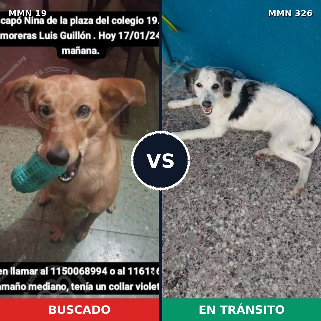 Comparativa MMS 963: mascota perdida y mascota encontrada, 71% de similitud