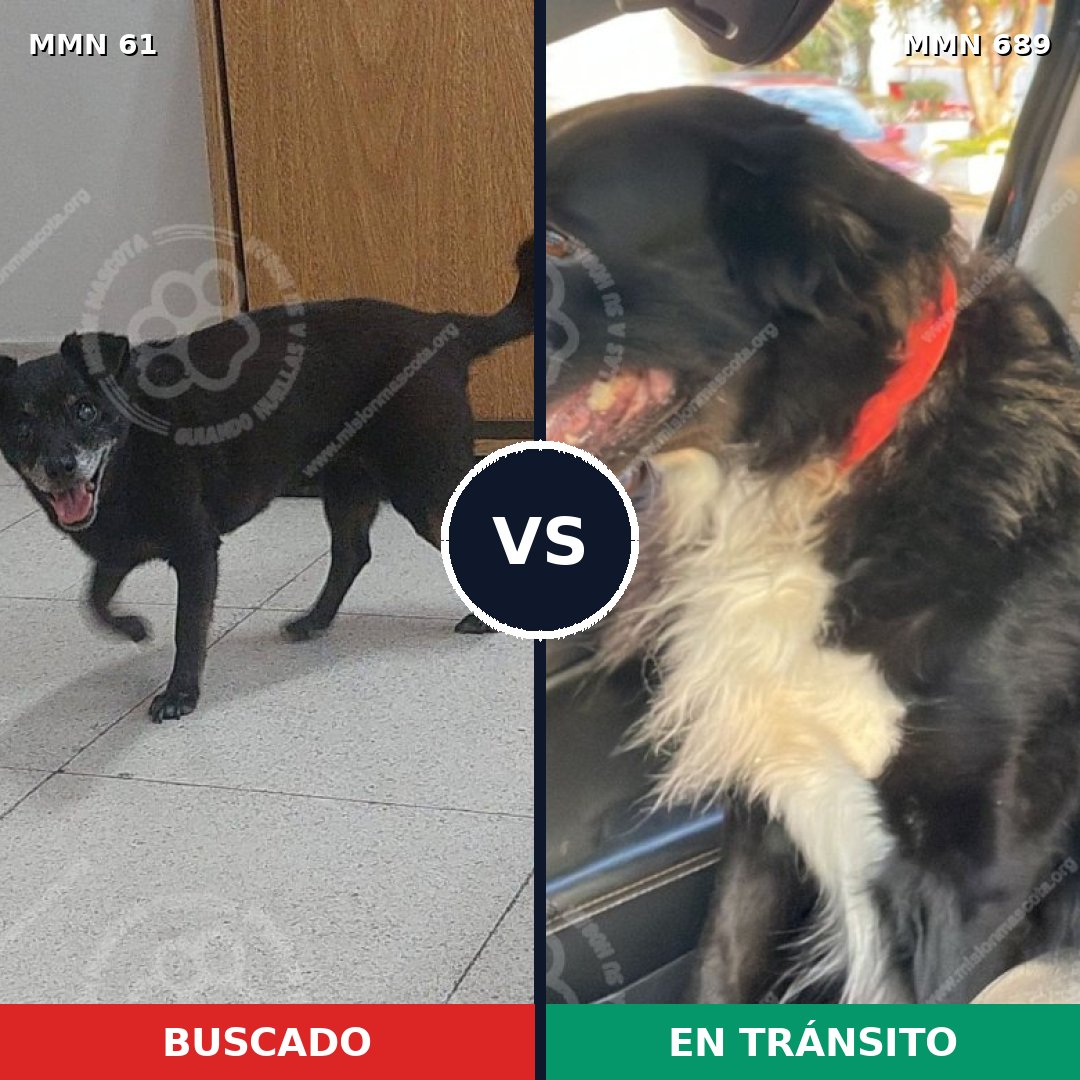 Comparativa MMS 9630: mascota perdida y mascota encontrada, 57% de similitud