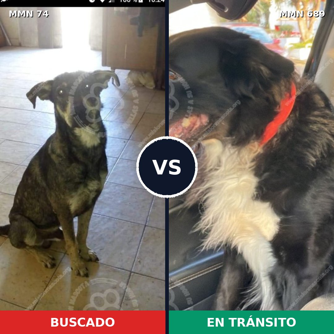 Comparativa MMS 9631: mascota perdida y mascota encontrada, 42% de similitud