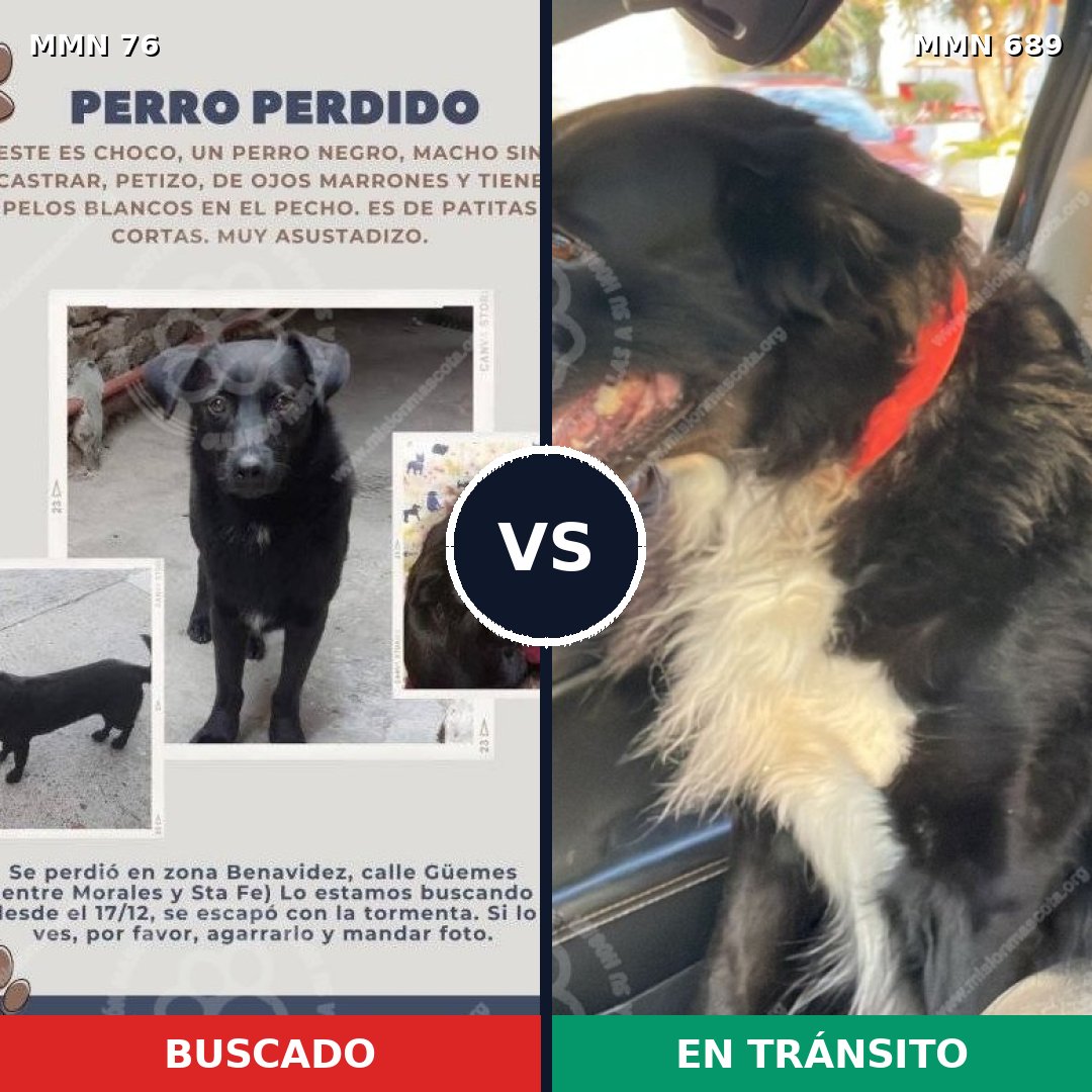Comparativa MMS 9632: mascota perdida y mascota encontrada, 86% de similitud