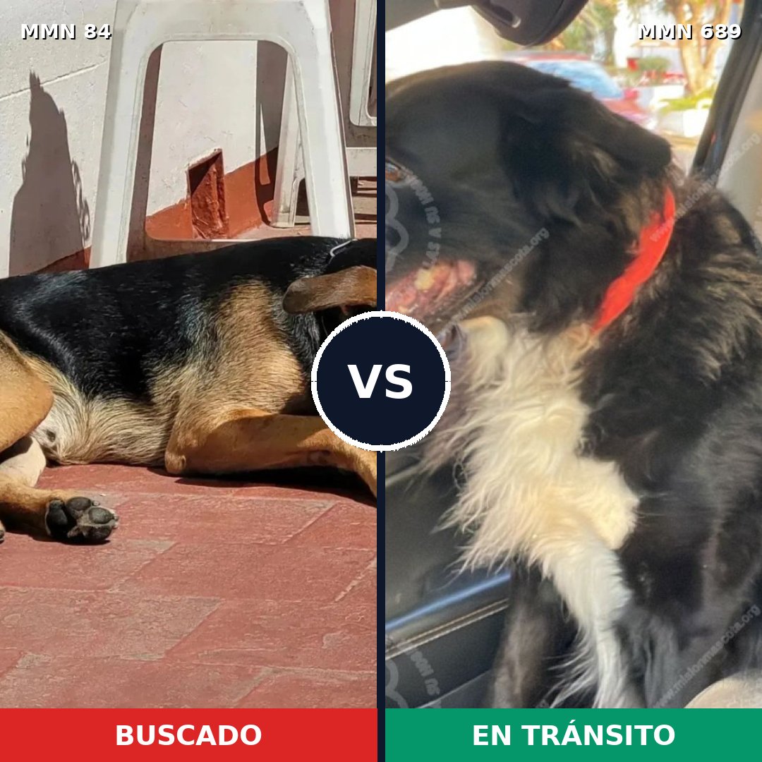 Comparativa MMS 9633: mascota perdida y mascota encontrada, 40% de similitud