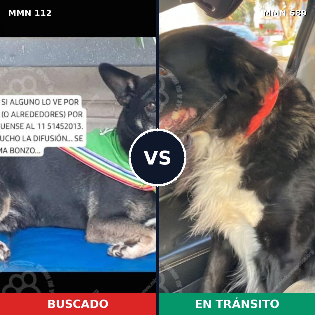 Comparativa MMS 9634: mascota perdida y mascota encontrada, 51% de similitud