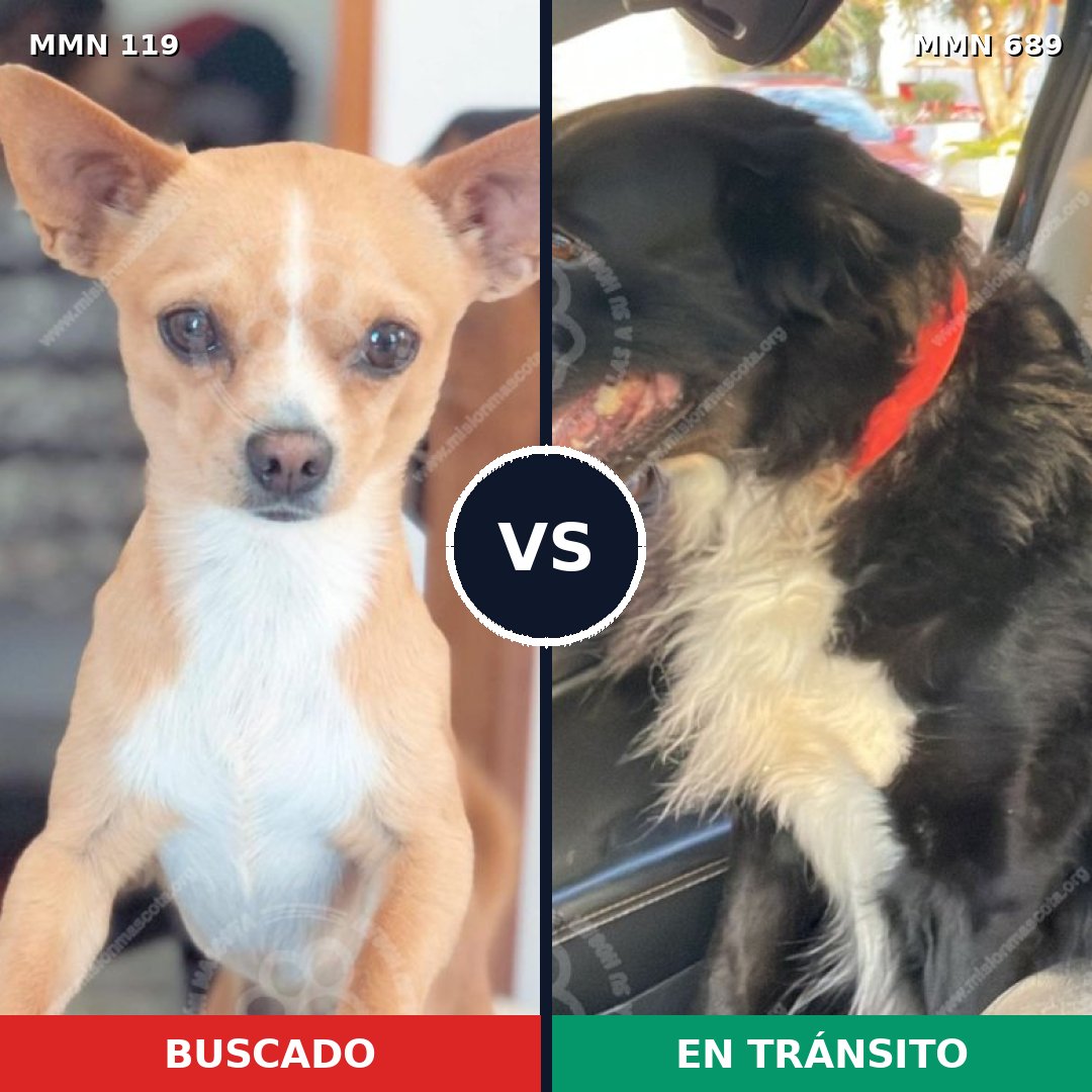 Comparativa MMS 9635: mascota perdida y mascota encontrada, 27% de similitud