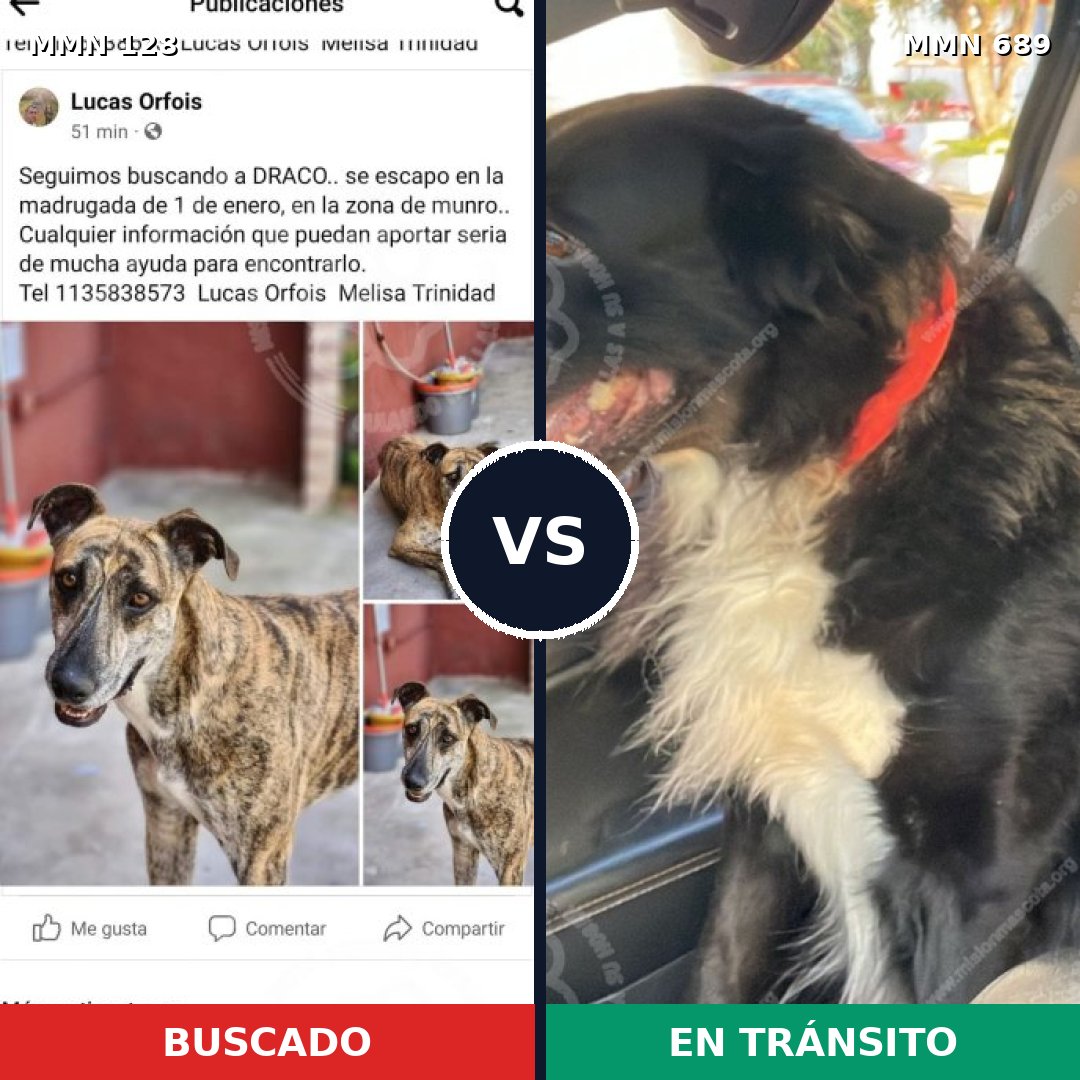 Comparativa MMS 9636: mascota perdida y mascota encontrada, 16% de similitud