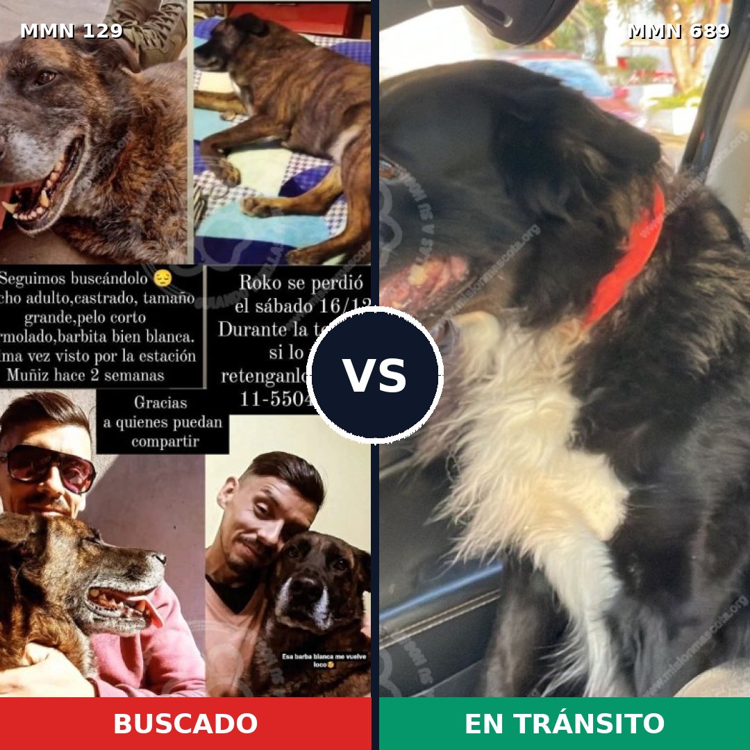 Comparativa MMS 9637: mascota perdida y mascota encontrada, 8% de similitud