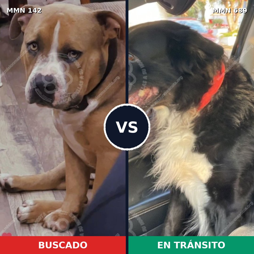 Comparativa MMS 9638: mascota perdida y mascota encontrada, 23% de similitud
