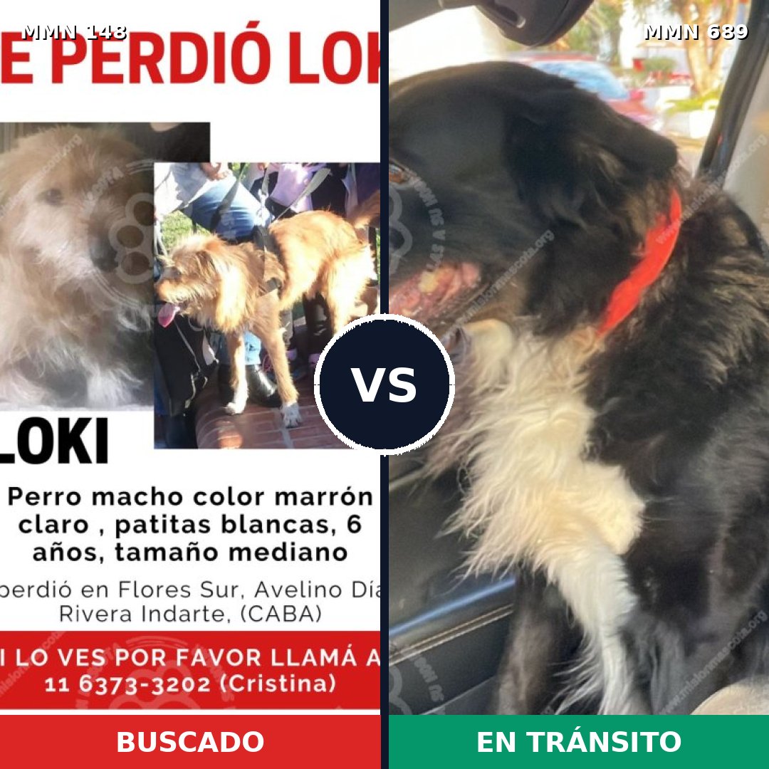 Comparativa MMS 9639: mascota perdida y mascota encontrada, 66% de similitud