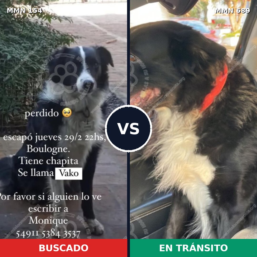 Comparativa MMS 9640: mascota perdida y mascota encontrada, 86% de similitud