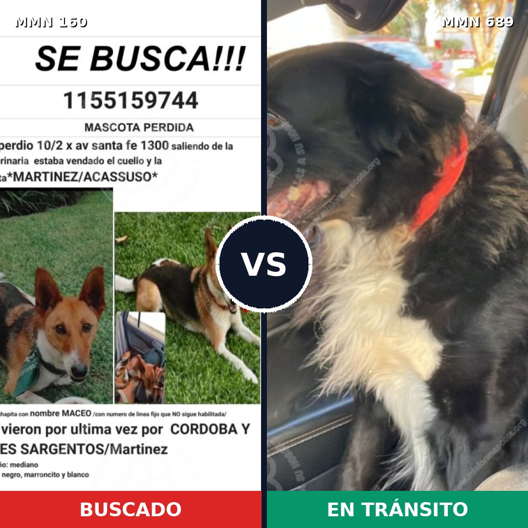 Comparativa MMS 9641: mascota perdida y mascota encontrada, 62% de similitud