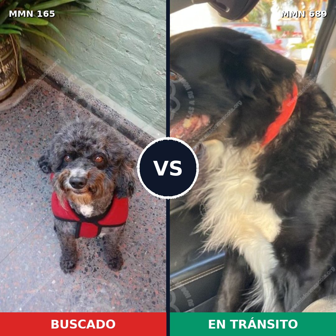 Comparativa MMS 9642: mascota perdida y mascota encontrada, 32% de similitud